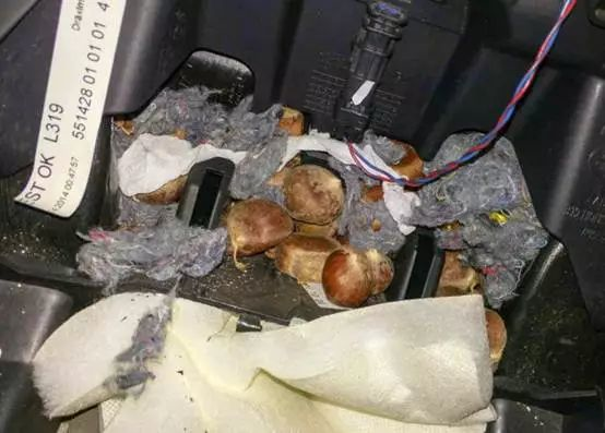 毁了一辆百万豪车！汽车进了老鼠怎么办？