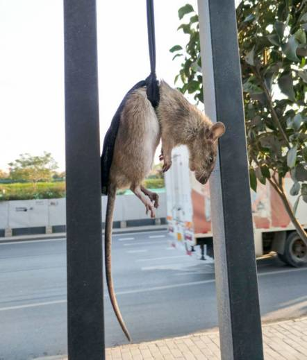 毁了一辆百万豪车！汽车进了老鼠怎么办？