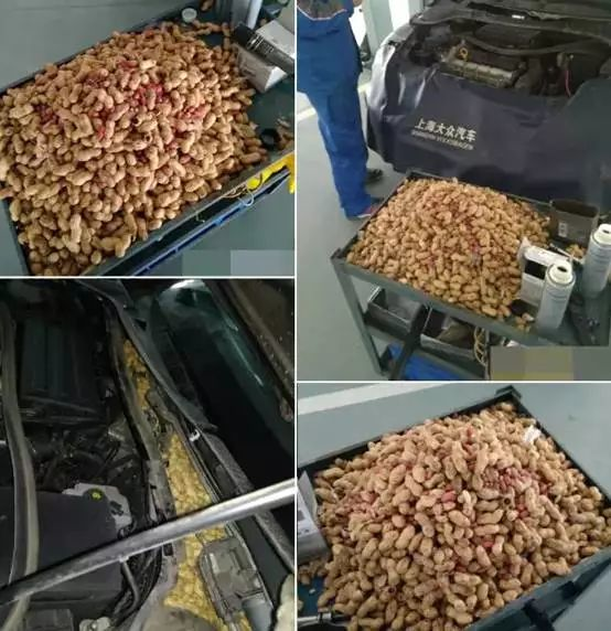 毁了一辆百万豪车！汽车进了老鼠怎么办？