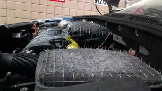 毁了一辆百万豪车！汽车进了老鼠怎么办？